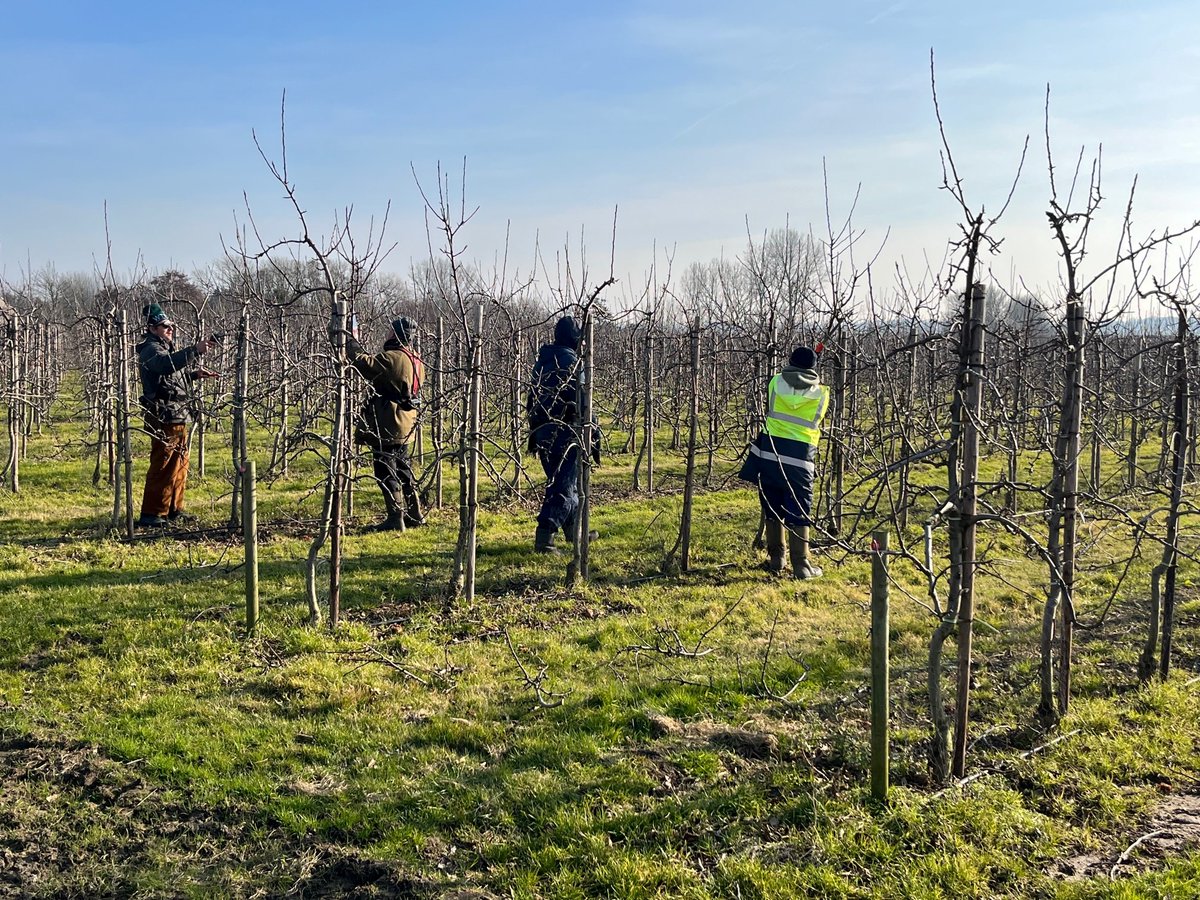 The team are back in the orchards in Kent for some pruning techniques!

So much hard work and dedication goes into these fantastic orchards to bring you the best fruit! 🍎🍐

#britishfarming #supportingbritish #british #orchards #applesandpears #fruitgrowers