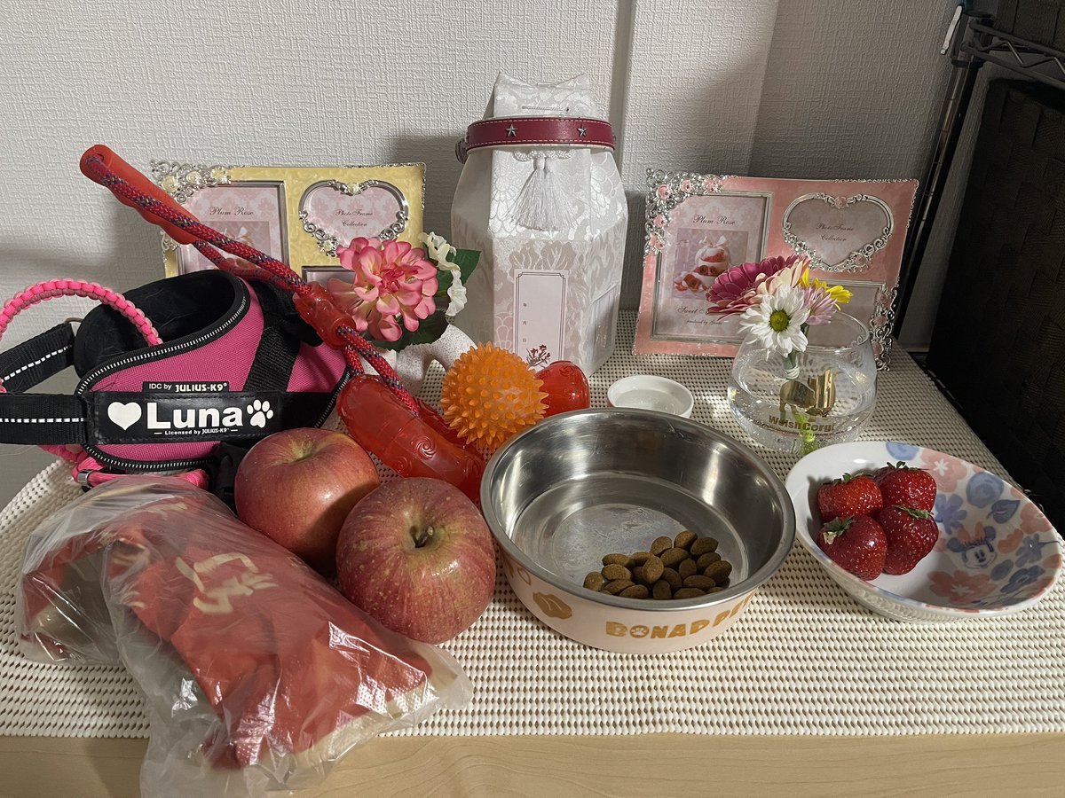 ルナ小さくなって帰ってきました
いつか来るとは覚悟し、手術し病院にお任せすると決めたときも覚悟しましたが、やっぱりキツいですね
初めてのペット、犬、コーギー、それがルナ
もちろん見送るのも初めて
もう少し一緒にいたかったよ
現像する写真選びもなかなかすすまない