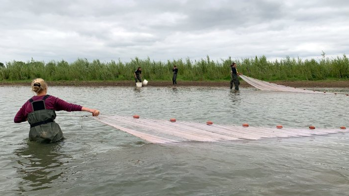 WUR-onderzoek naar effecten van herstelmaatregelen in het kader van Ruimte voor de Rivier op de leefomgeving van riviervissen. Die blijken positief: gevarieerde en goed verbonden uiterwaarden zijn  essentieel. ‘Maar het ligt allemaal heel subtiel’. h2owaternetwerk.nl/h2o-actueel/op…