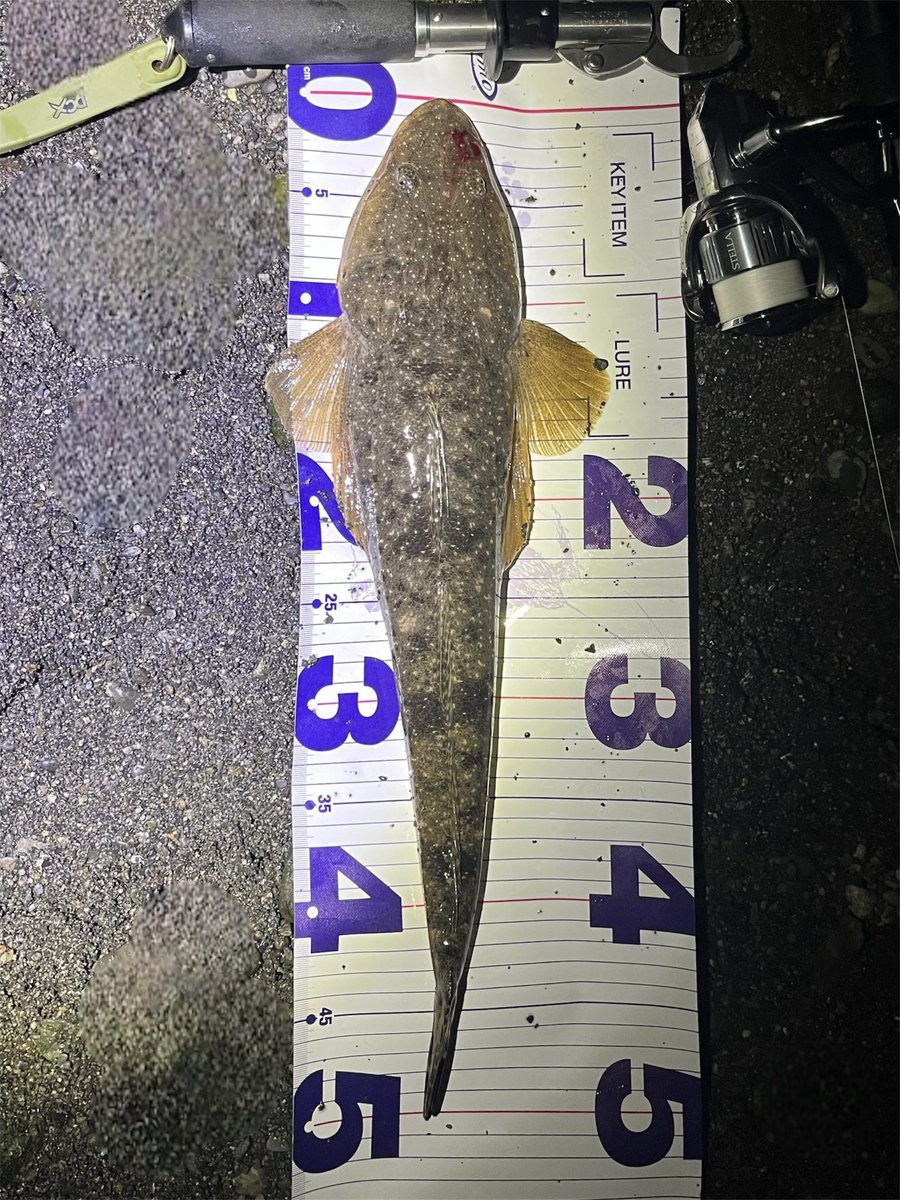 ちょっとだけ散策
何箇所か行きましたが
あんま状況は良くなさそうやね
#湘南鱸 #湘南シーバス