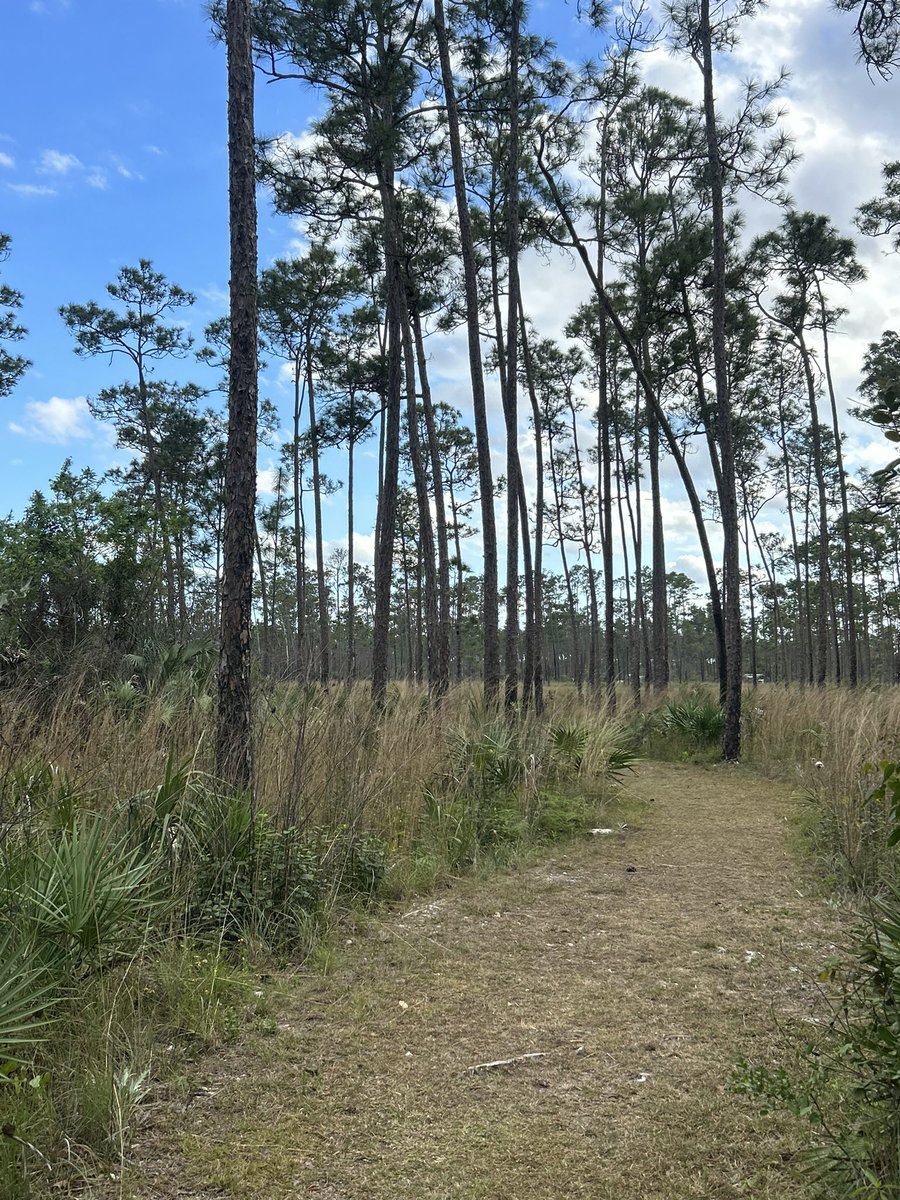 Day 1 of a 2 day trip to Everglades National Park, I come down here to the park on average about twice a year. Was an absolutely beautiful day yesterday, with a nice sunset view, and I seen 2 Deer on Research Road. Going to flamingo today, but rain lingers in the forecast.