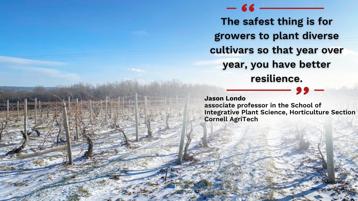 Cornell CALS (@cornellcals) on Twitter photo Warmer autumns & more “false” springs are disrupting the signals grapevines rely on to gain cold hardiness for the winter & blossom effectively in the spring, says research from <a href="/CornellAgriTech/">Cornell AgriTech</a>'s Jason Londo (<a href="/shiversherlock/">Jason P. Londo🏳️🌈🍇🍎shiversherlock.bsky.social</a>) & <a href="/UWMadison/">UW–Madison</a> <a href="/AlKovaleski/">Al Kovaleski</a>. 🍇 news.cornell.edu/stories/2025/0… Warmer autumns & more “false” springs are disrupting the signals grapevines rely on to gain cold hardiness for the winter & blossom effectively in the spring, says research from <a href="/CornellAgriTech/">Cornell AgriTech</a>'s Jason Londo (<a href="/shiversherlock/">Jason P. Londo🏳️🌈🍇🍎shiversherlock.bsky.social</a>) & <a href="/UWMadison/">UW–Madison</a> <a href="/AlKovaleski/">Al Kovaleski</a>. 🍇 news.cornell.edu/stories/2025/0…