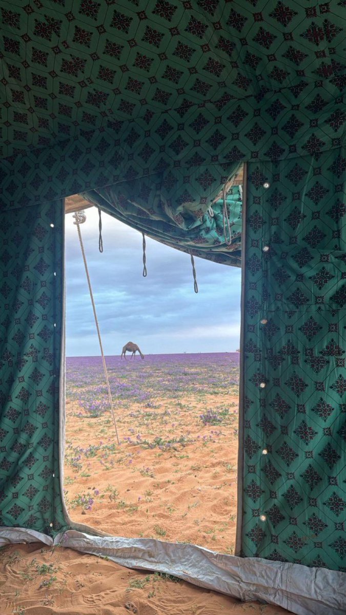 عرضوا صدري نسانيس الهبوب تهبّه
وعن ضجيج العولمه و المجتمع صدوبي