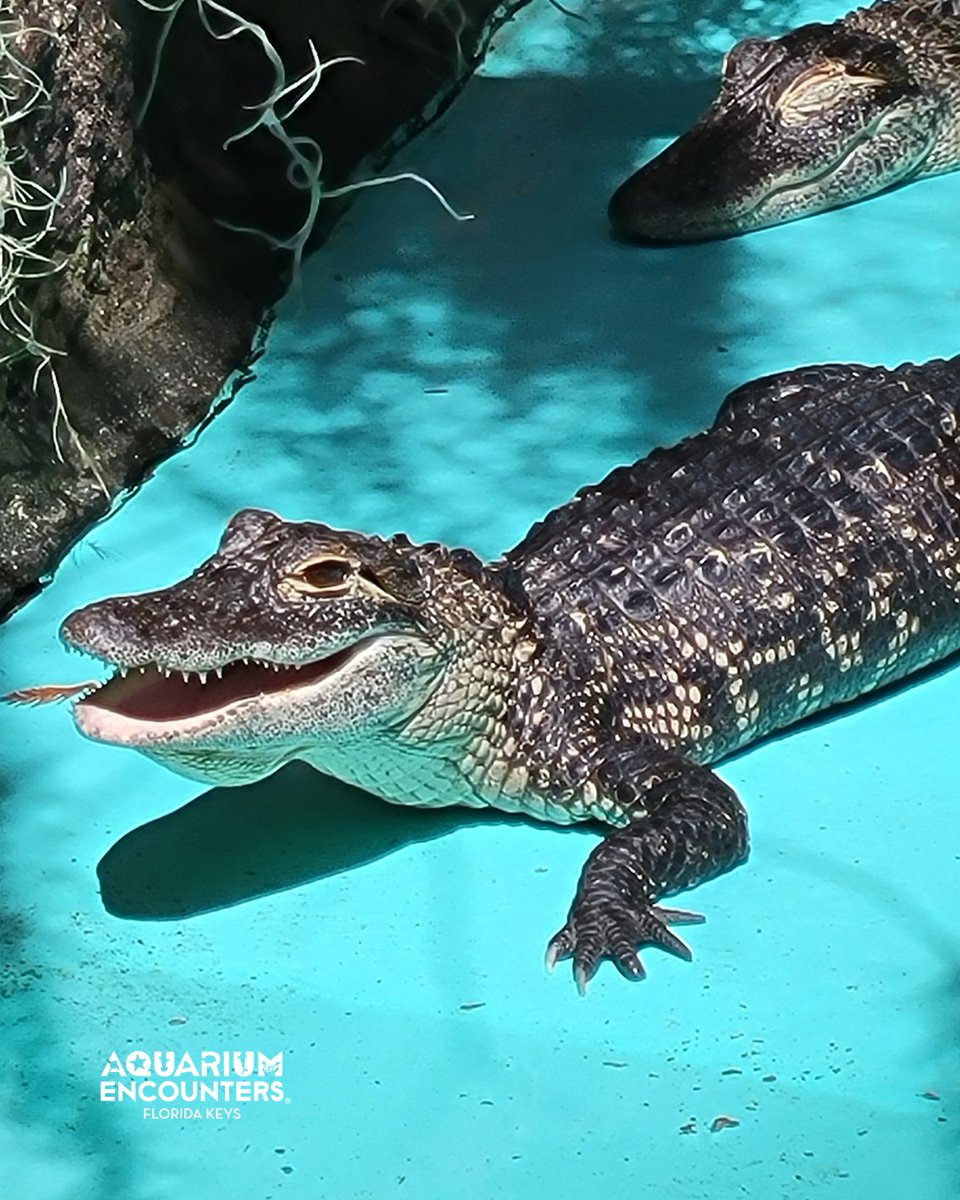 FLKeysAE's tweet image. We're all smiles, waiting to see you for a visit.