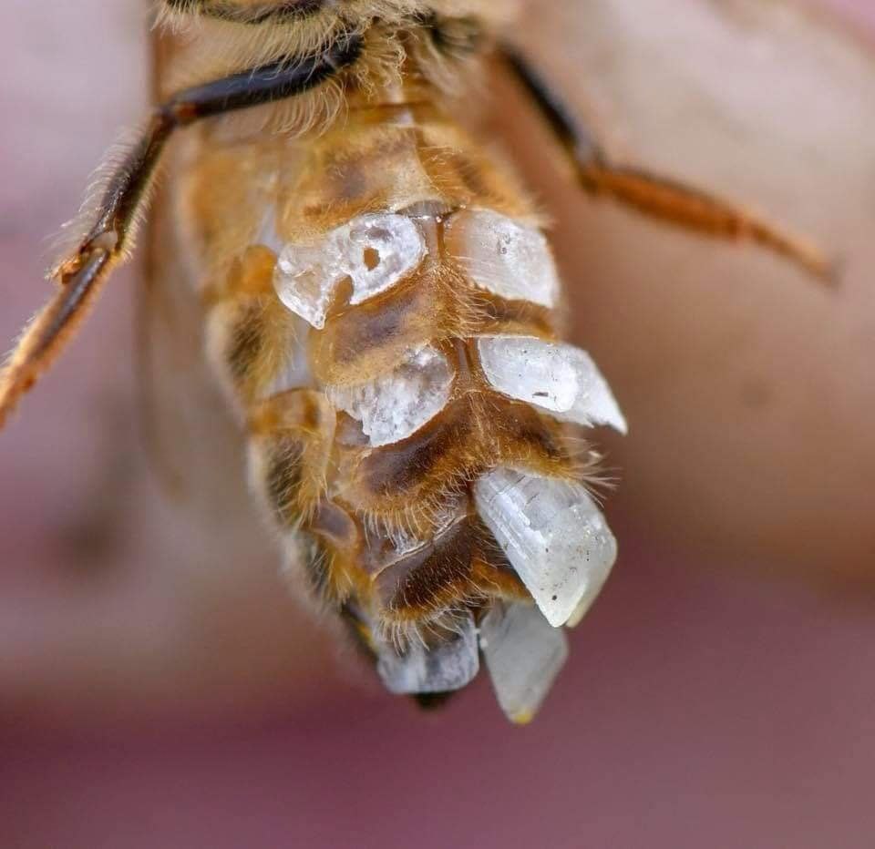 #La_cire d'abeille est produite par des glandes situées sur l'abdomen de l'abeille (ouvrière). Les abeilles fabriquent la cire pour construire leur ruche, stocker le miel et protéger leurs petits.
<a href="/apimondia/">Apimondia</a>