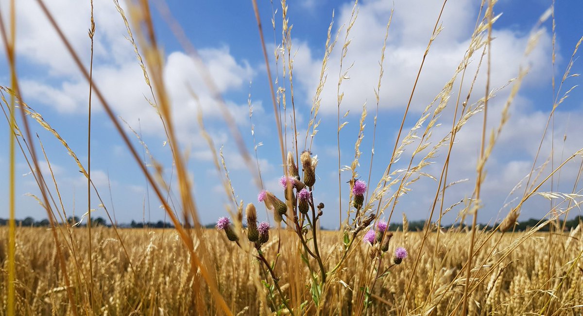 Hjälp oss utveckla nya metoder för att bekämpa ogräs! Vi letar efter lantbrukare eller markägare som bekämpar ogräs. Fyll i en 15-min-enkät så kan vi tillsammans hitta effektiva sätt att hantera ogräs samtidigt som bibehåller skörden och skyddar miljön.
slu.se/ew-nyheter/202…