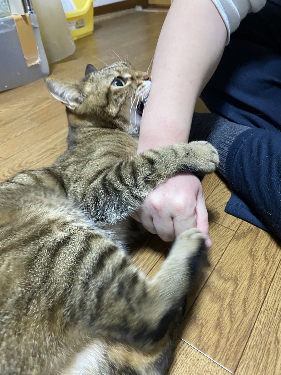 明日から仕事なので、ハルが代わりにうっぷんを晴らします‼︎