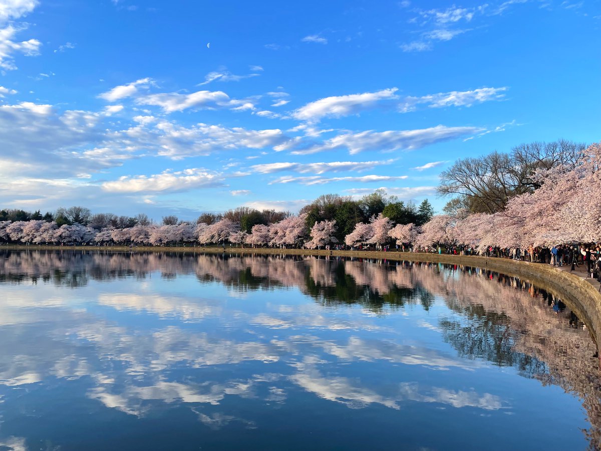 It's almost that time! Our cherry blossom experts are finalizing their projection for peak bloom dates. On Thursday (2/27) we'll join our partners to share the big announcement, so everyone can begin their spring planning. Get the news here first!🌸🌸🌸 #CherryBlossom #BloomWatch