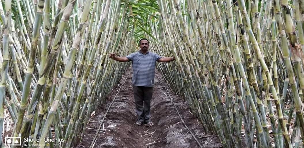 BDJade1's tweet image. Adoption of drip irrigation n #fertigation in Sugarcane is a Win Win situation for Sugarcane farmers n Sugar Industries.
Adoption of drip irrigation improves Sugarcane production n Sugar recovery. 
Both farmers n industries both get benefited. 
#AjitJisl #Anil_JISL