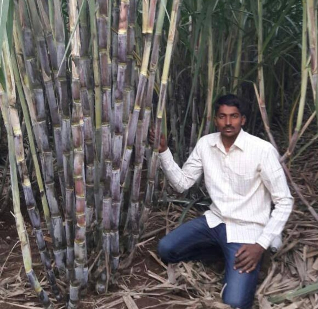 BDJade1's tweet image. Adoption of drip irrigation n #fertigation in Sugarcane is a Win Win situation for Sugarcane farmers n Sugar Industries.
Adoption of drip irrigation improves Sugarcane production n Sugar recovery. 
Both farmers n industries both get benefited. 
#AjitJisl #Anil_JISL