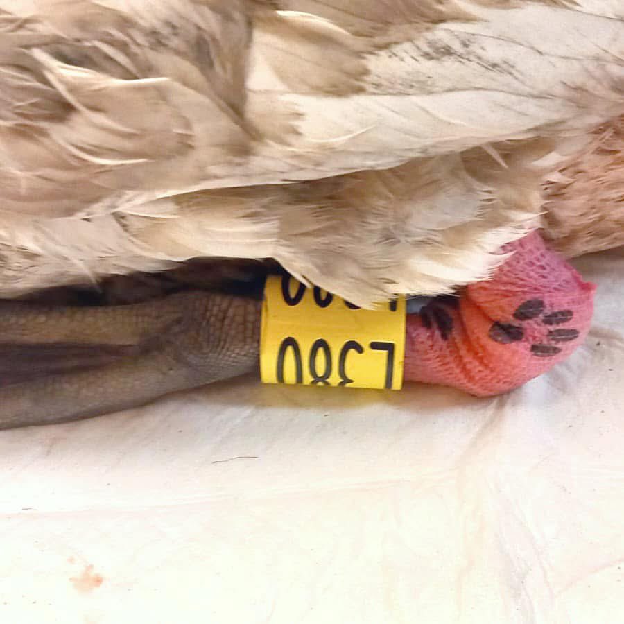 Nice to see this young swan returned home to Lincoln over the weekend. The bird was brought to us in January, having been rescued with the Police after being hit by a vehicle. The bird’s knee had popped through the skin, requiring treatment. Now fully healed and back home!