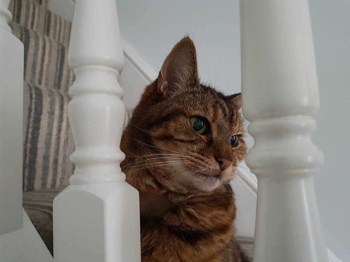 daily_mave's tweet photo. A year to the day since her passing, and she is loved and missed now as much as always.

Mavis Mason, our cat in a million. https://t.co/nYR5v96Lhb