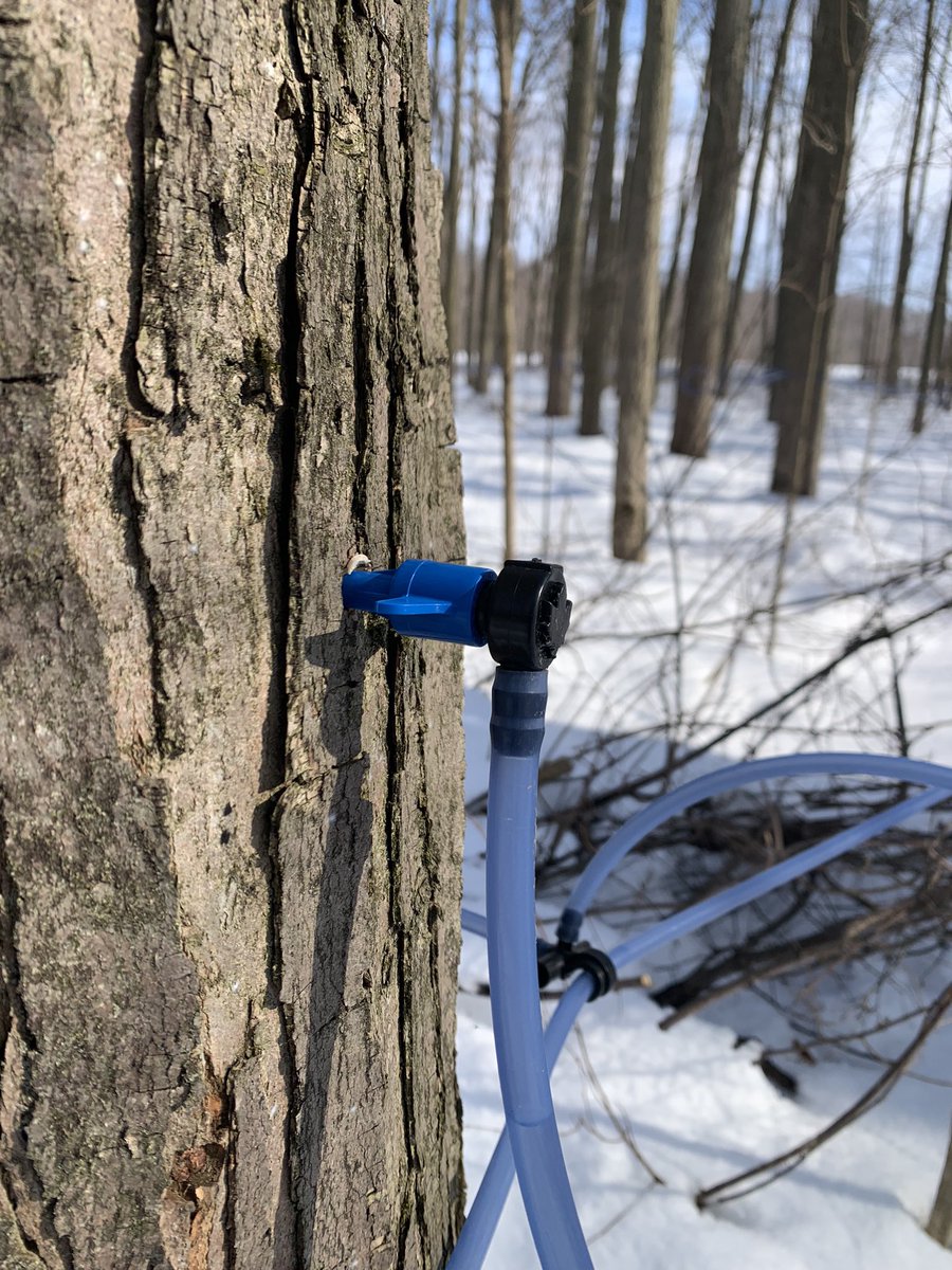 2025 season has begun!  We started early,  snows deep and it’s a slow process. No sap yet for a week or two.