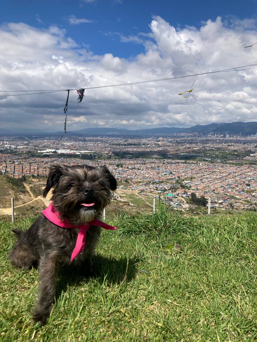 VictorDanielHC's tweet photo. La mejor compañía ✨❣️es @mollypulga en tiktok https://t.co/nhGYMvbjuG
