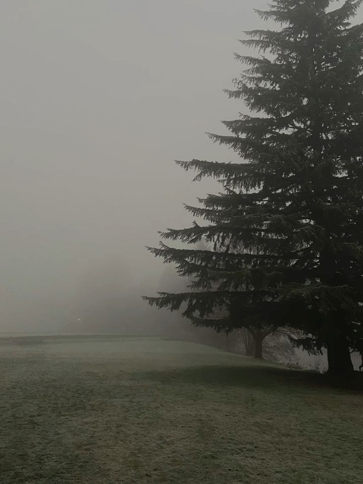 elemmiressoul's tweet photo. foggy. https://t.co/OS2v6MsPeD