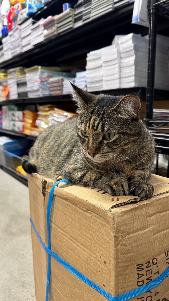 Bodega Cats (@bodegacats_) on Twitter photo 
