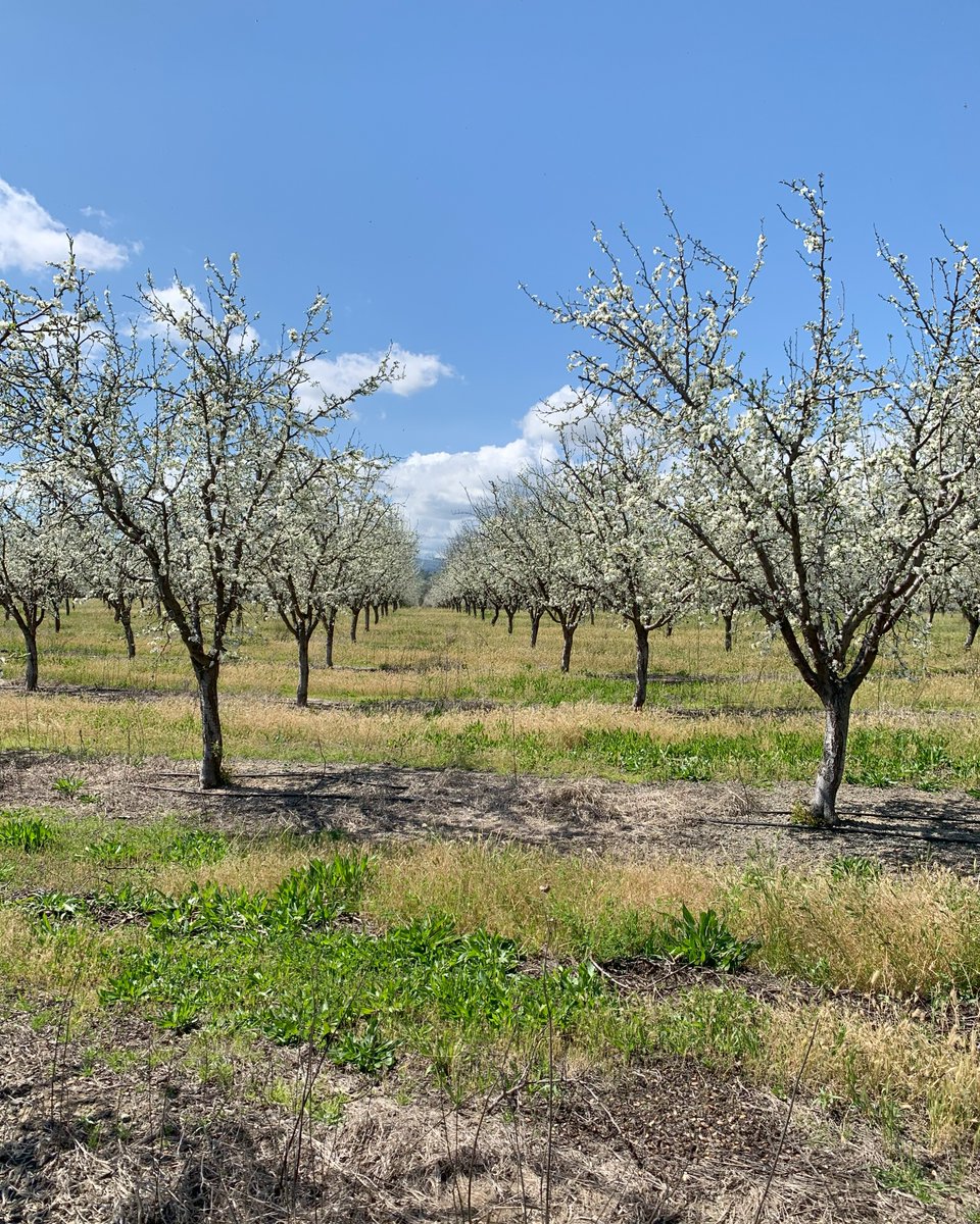 MarianiFamily's tweet image. We can’t rush Mother Nature, and we wouldn’t want to. 🌸 Looking forward to the trees filling with blossoms when the time is right. 🌱 

#StewardsOfNature #FamilyLegacy #SeasonOfGrowth #CaliforniaFarms #TheMarianiFamily #FarmToTable #FruitSnacks #MotherNature #FamilyBusiness