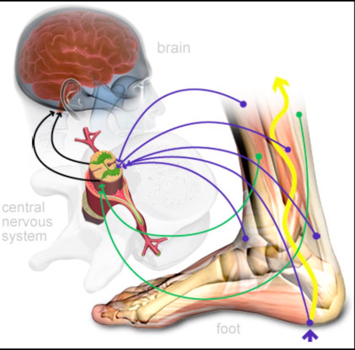 farazzledphysio's tweet image. An Ankle Sprain is also a Brain Sprain 🙏