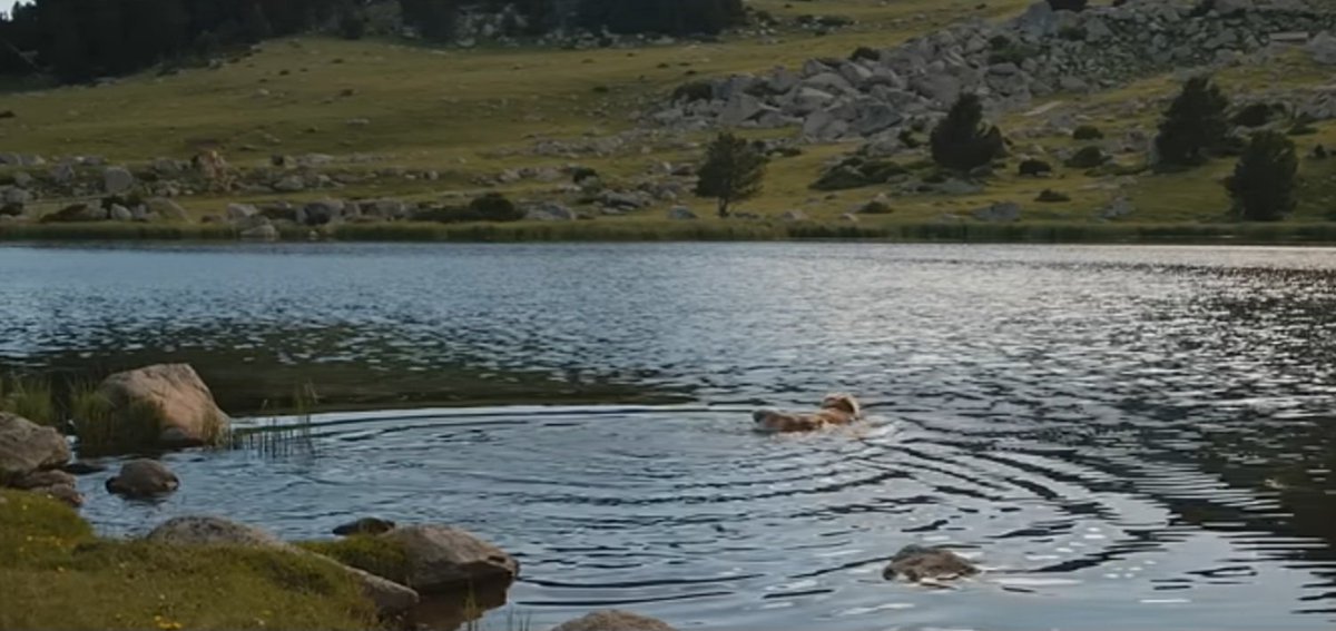 marcdelparc's tweet image. A la TV anuncien menjar per mascotes #NaturaDiet amb un gos banyant-se en un estany alpí 🤦‍♂️ sense adonar-se dels greus danys ambientals que pot provocar en la #biodiversitat lacustre 🐸 aquesta acció si es replica, sobretot si porten antiparasitaris. Seny! youtu.be/Lf60ODpkmmA?si…