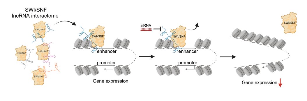 CPI (@cpi_exstra) on Twitter photo 👏 A new study by <a href="/JamesAOo7/">James A. Oo</a> and colleagues from <a href="/BrandesLab/">Institute for Cardiovascular Physiology</a> published in @naturecomms demonstrates that trans-acting long non-coding RNAs (lncRNAs) direct the SWI/SNF complex to cell type-specific enhancers. #chromatinremodeling #lncRNAs Read more here: cpi-online.de/paperofthemont… 👏 A new study by <a href="/JamesAOo7/">James A. Oo</a> and colleagues from <a href="/BrandesLab/">Institute for Cardiovascular Physiology</a> published in @naturecomms demonstrates that trans-acting long non-coding RNAs (lncRNAs) direct the SWI/SNF complex to cell type-specific enhancers. #chromatinremodeling #lncRNAs Read more here: cpi-online.de/paperofthemont…