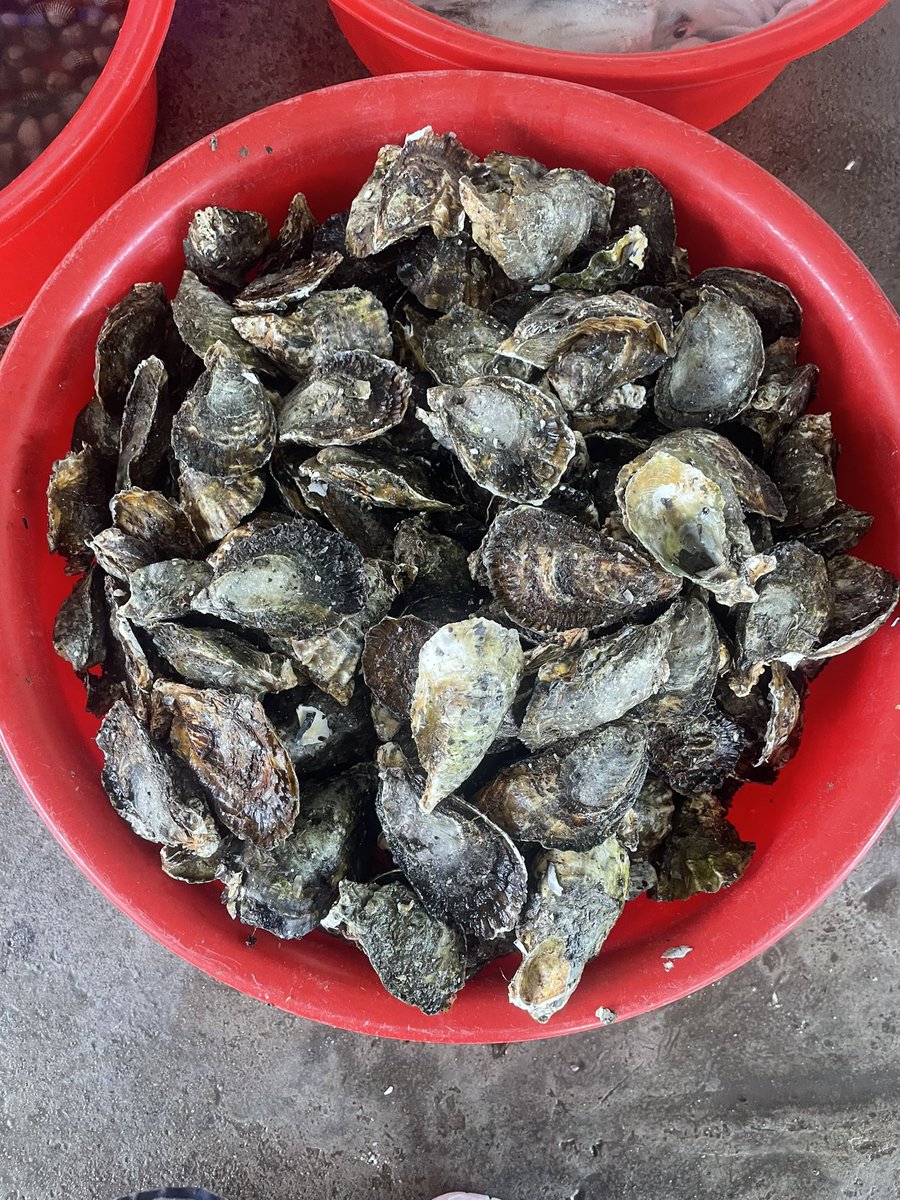 MQuyen396's tweet photo. Pet cưng nhà em nuôi.
Phải oxy đồ mỗi ngày thì mới có tươi và m��i cho khách được
Vì "bọn nó" mà còn thở, thì em mới còn gỡ được ạ! https://t.co/LvGDGGjqPj