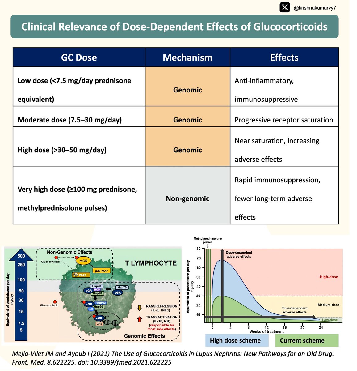 krishnakumarvy7's tweet image. Dose dependent effect of glucocorticoids   Key notes #SLE #steroid #Pulsedose @AnnaGaddy @dakidneydoc @dr_sourabha @divyaa24 @dra_miliflores @drpriyajohn @elbaonelida @happiedoc @hardik4u24 @DocGaggar @KajareeG @AnnaGaddy