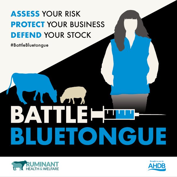 ruminanthw's tweet image. 📢#BattleBluetongue campaign launched

Farmers in England &amp;amp; Wales are being urged to consult their vet about vaccinating their herd or flock against Bluetongue serotype 3 (BTV-3) as part of the #BattleBluetongue campaign being launched across industry by @TheAHDB &amp;amp; @RuminantHW