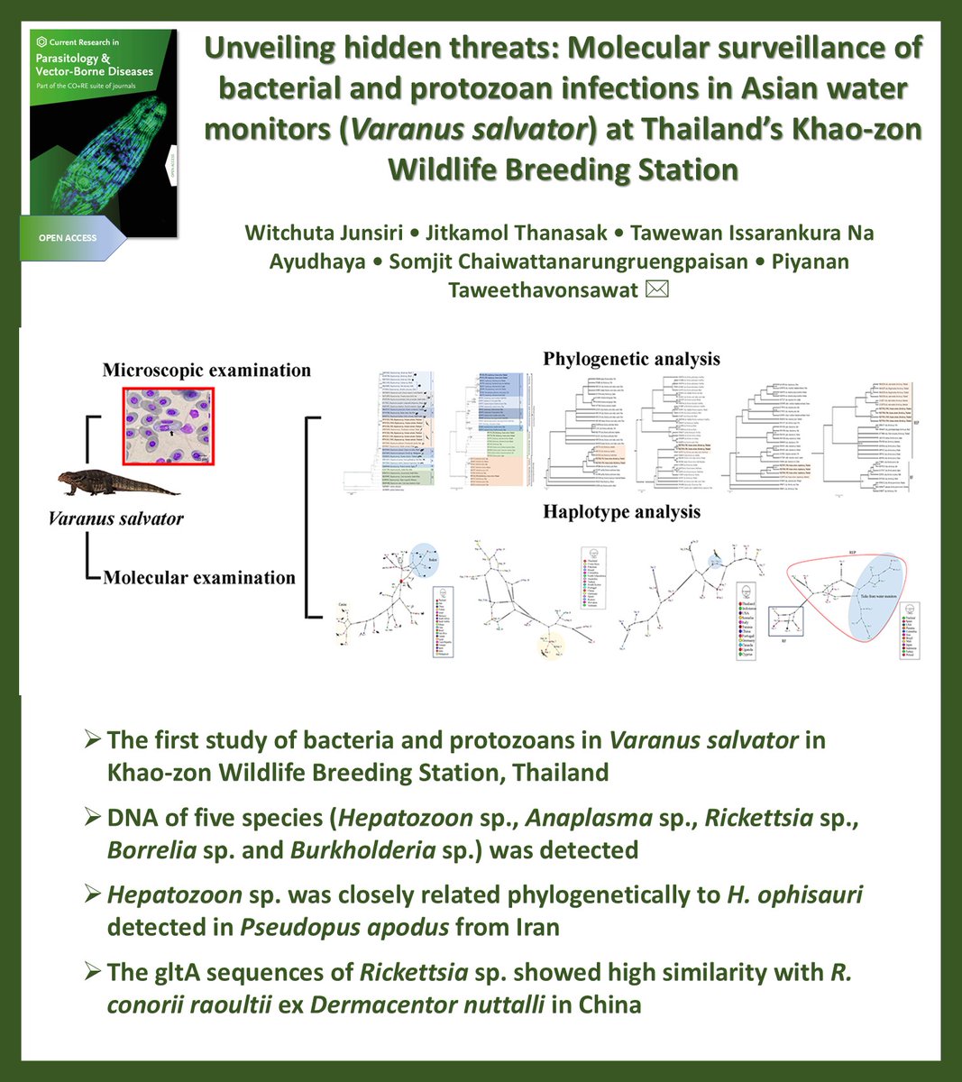 AnetKostadinova's tweet photo. Now in press in Current Research in Parasitology & Vector-Borne Diseases @CRPVBD
#OpenAccess
▶️https://t.co/JvbzABHzwB
#Asian water monitor #Blood parasites #Phylogenetic analysis #Thailand #Varanus salvator