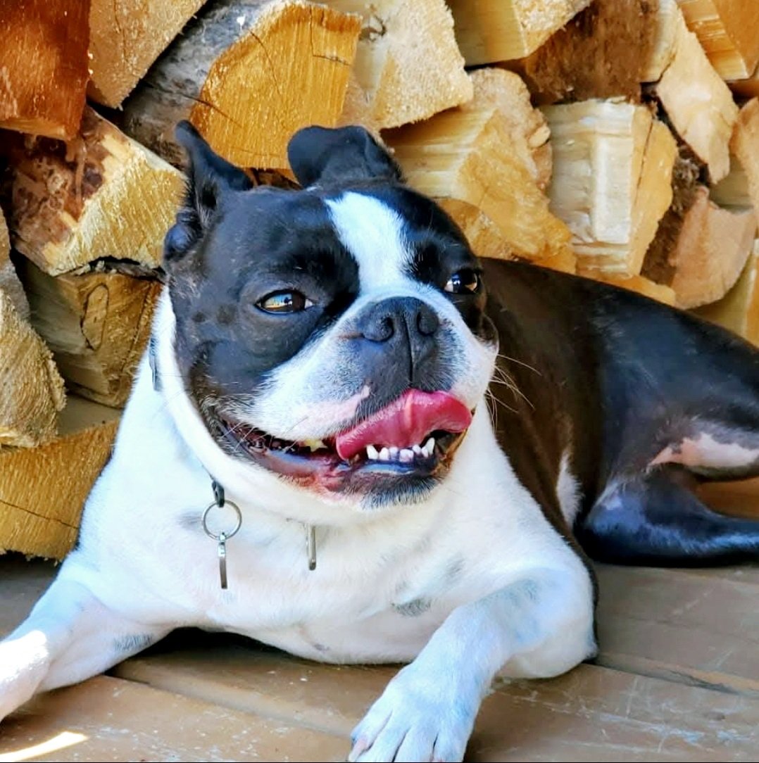 My beautiful girl, day dreaming about dog walks, dog treats and <a href="/telcoin/">Telcoin</a>.  💙🐕❤️ #doglover #doglife #mygirl #bestfriend #cryptodog #daydreamer #smile $tel #telfam $btc #bitcoin