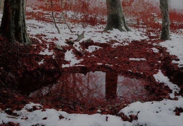 ⋆.ೃ࿔*:･𝖇𓆩♡𓆪˖*°࿐ (@niphrediill) on Twitter photo 