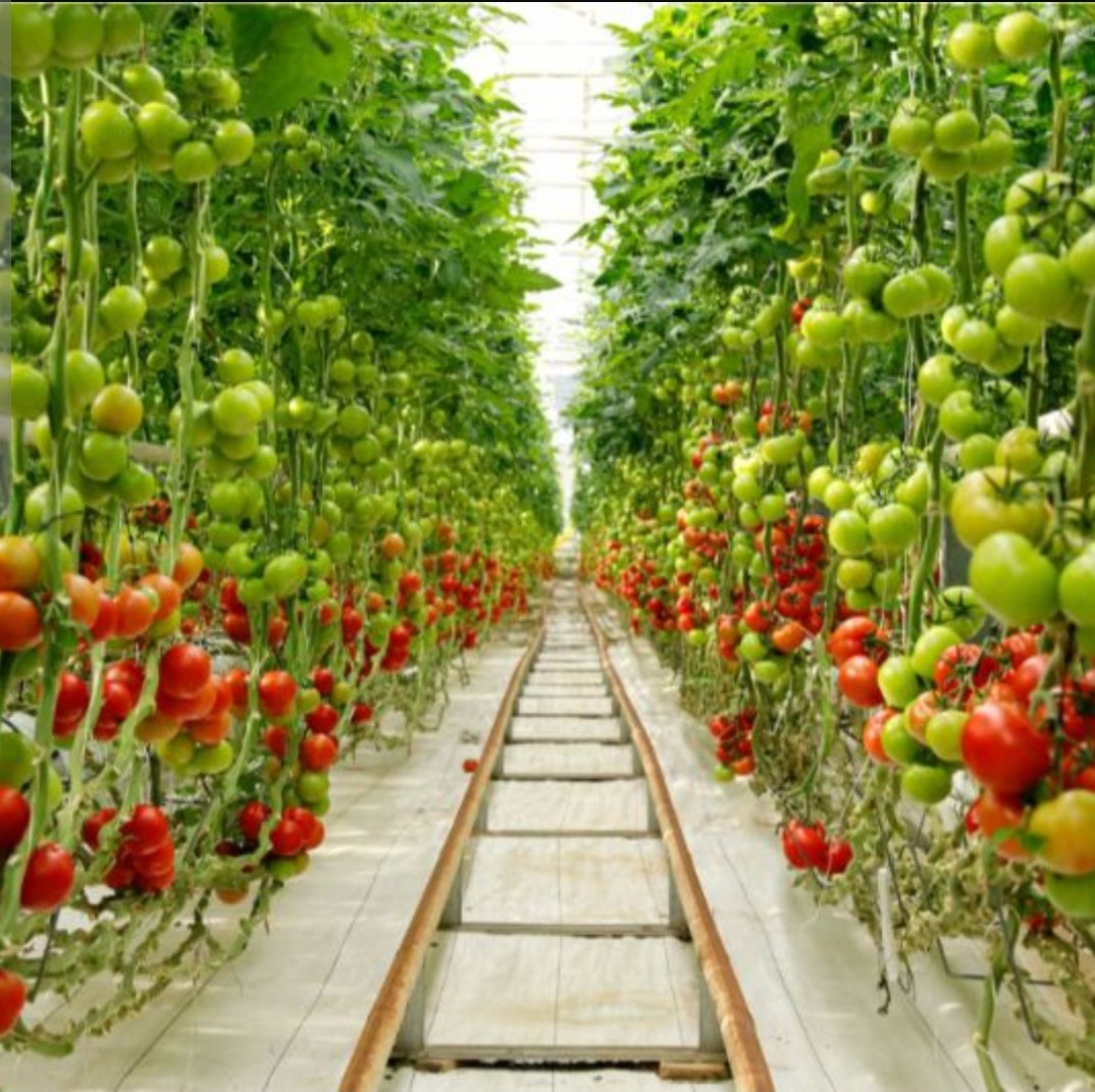 الصوبه الزراعية🍀
تُعدّ الصوب الزراعية أحد الأساليب التي تستخدم في الزراعة لتحسين إنتاجية المحاصيل وتحسين جودتها 
 كما تساعد على تحسين كفاءة استخدام الموارد المتاحة وتقليل التأثيرات البيئية الناتجة عن عمليات الزراعة التقليدية وهى  من الخيارات العملية حلًا للتغلب المناخيه .