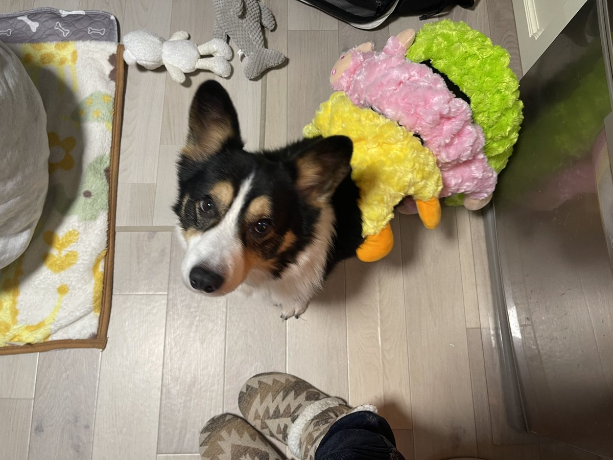 私が投稿したルナの写真で気分を害された方申し訳ありません

フォロー外すなりブロックするなりしてください

賛否あるのは仕方ないけど、わざわざこんなときにコメントしなくても…

ルナと同じ匂い、ちょっと臭めだけどソルを嗅いで休まろう

写真は甥っ子に遊ばれたソル