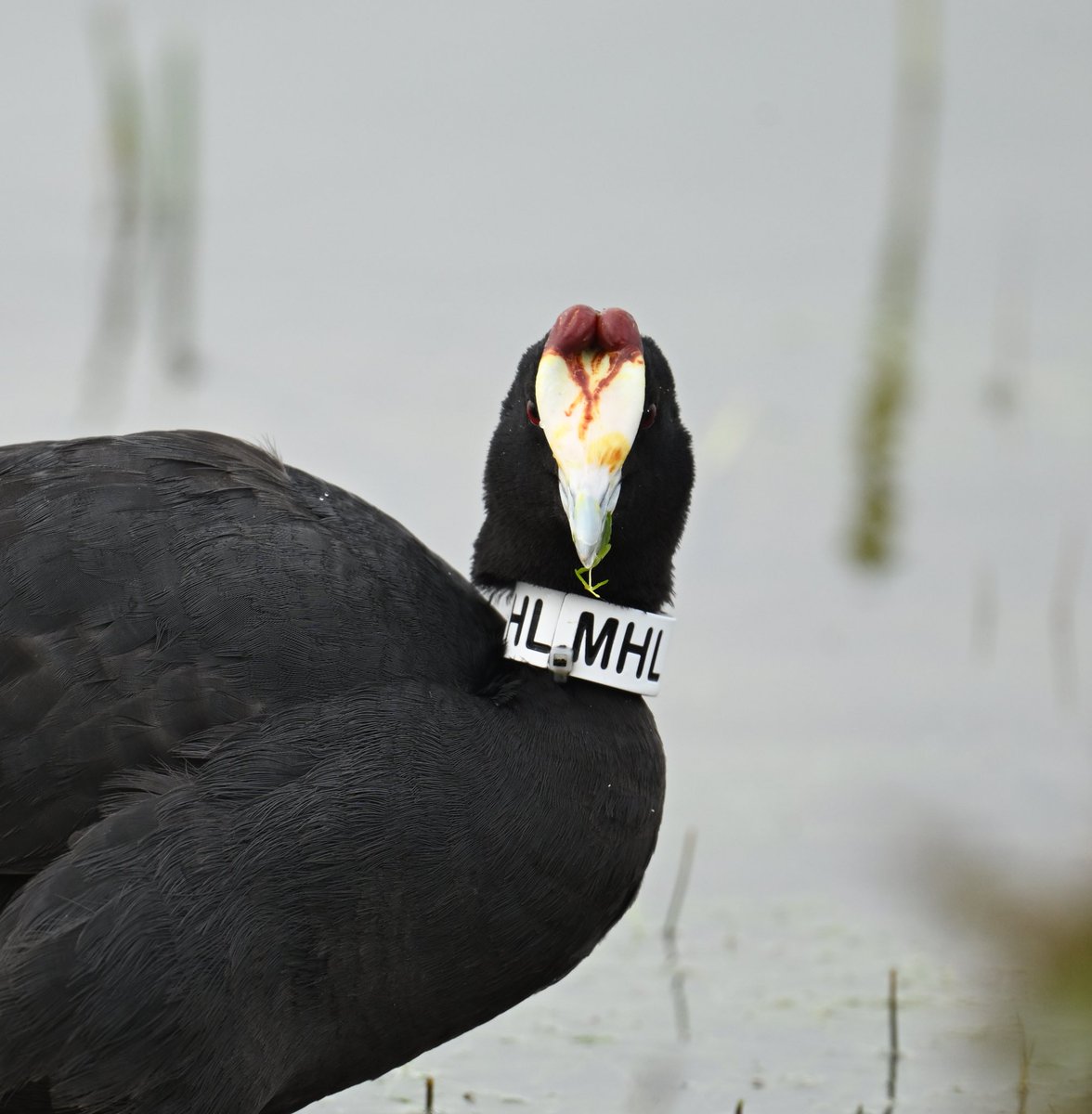 Roger Hackney tweet media