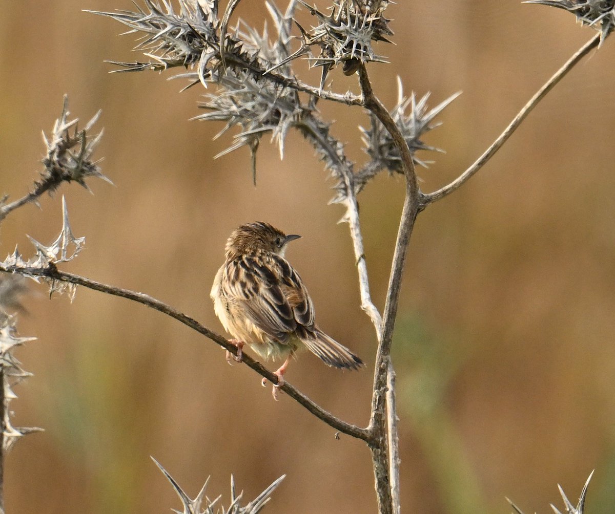 Roger Hackney tweet media