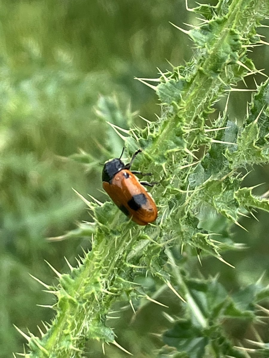 NChevesson's tweet image. #Photographie
#Nature
 P’tites #bestioles