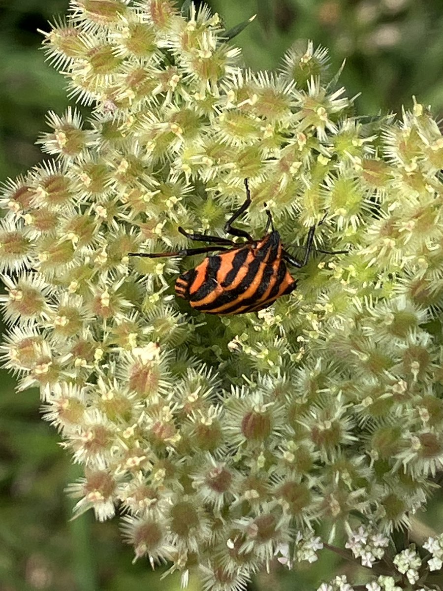 NChevesson's tweet image. #Photographie
#Nature
 P’tites #bestioles