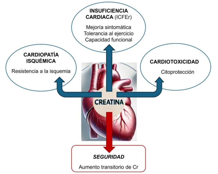 Creatina,🥤el suplemento de moda en deportistas, 🏋️🏃‍♀️¿útil en insuficiencia cardiaca? 🫀

sciencedirect.com/science/articl…
