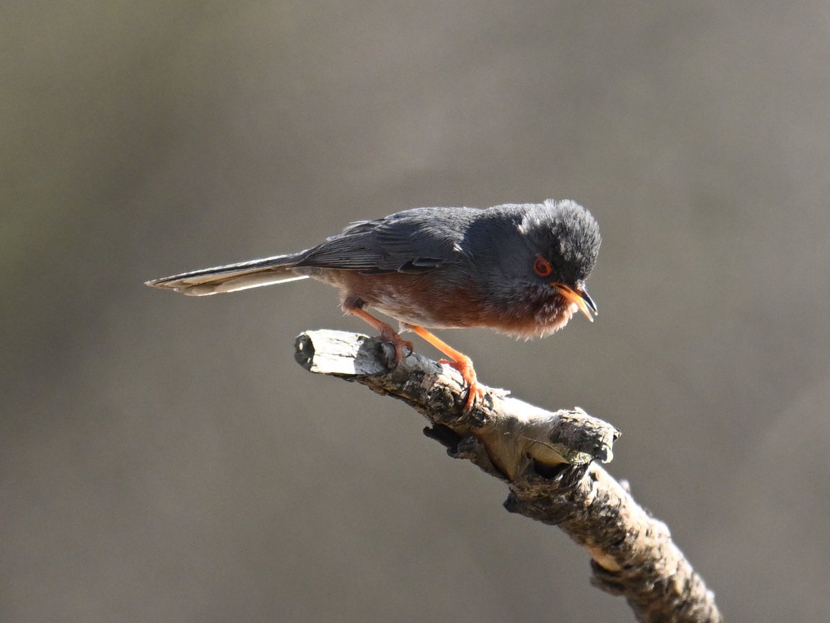 Roger Hackney tweet media