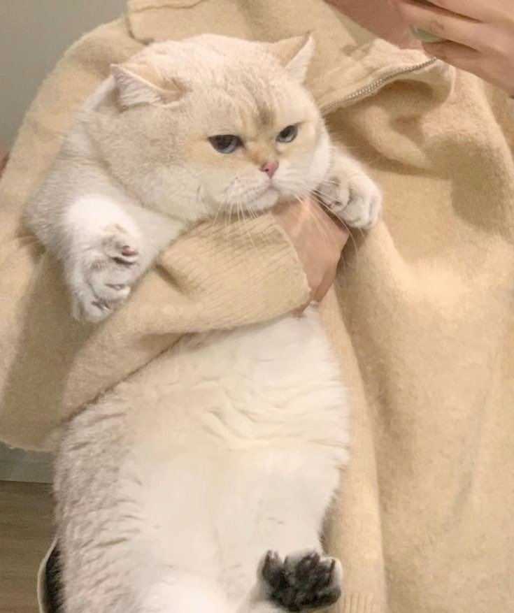 ssundaefav's tweet photo. แม่จ๋าคั้บแต่เด็กคนนั้นบอกว่าลูกอ้วนอะ แม่ว่าลูกอ้วนมั้ย😾 https://t.co/C9HxvQmOIB