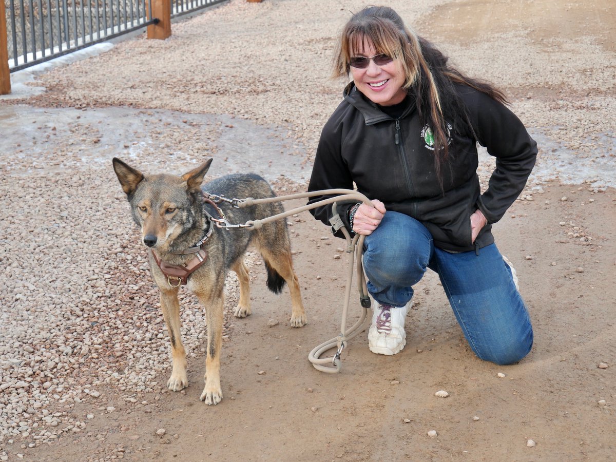 Wolves_at_CWWC's tweet image. 32 years ago, Darlene Kobobel rescued a wolf-dog named Chinook, igniting a mission to protect wolves. That rescue grew into the Colorado Wolf &amp;amp; Wildlife Center, a sanctuary and educational hub dedicated to conservation. #CWWC