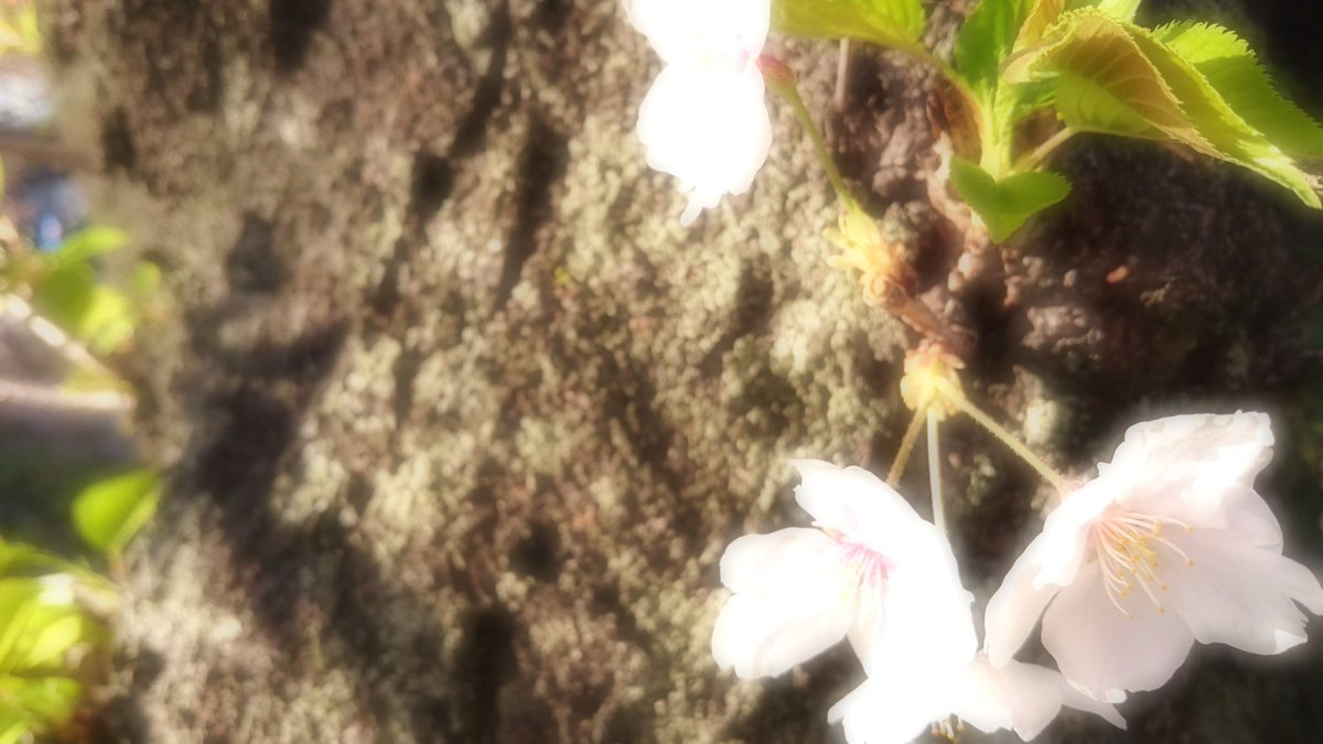 春と

　あなたを待ってる*.｡:°ஐ..♡*