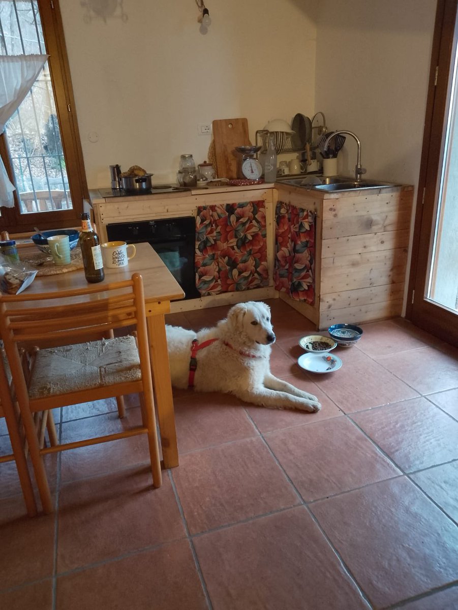 ohanarifugio's tweet photo. ❗️❗️❗️ MINNIE RINUNCIA DI PROPRIETÀ, SENZA ADOZIONE VENERDÌ TORNERÀ IN SICILIA

È dolce e affettuosa, ha solo un anno, già sterilizzata e pesa 26 chili.

SI TROVA A SALÒ. Info whatsapp +39 327 760 7352 https://t.co/pd3XLM7ZUD