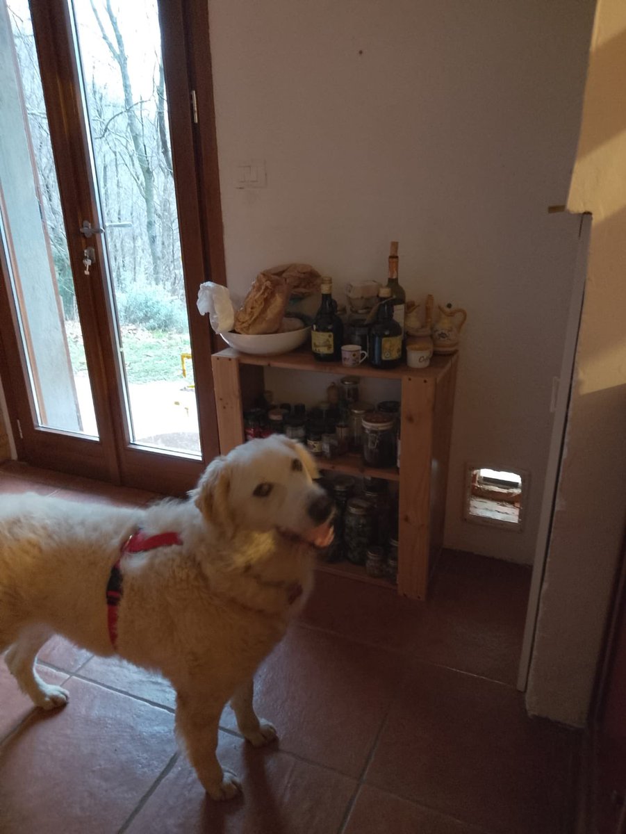 ❗️❗️❗️ MINNIE RINUNCIA DI PROPRIETÀ, SENZA ADOZIONE VENERDÌ TORNERÀ IN SICILIA

È dolce e affettuosa, ha solo un anno, già sterilizzata e pesa 26 chili.

SI TROVA A SALÒ. Info whatsapp +39 327 760 7352