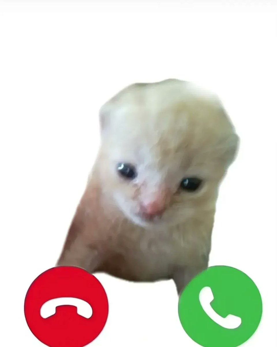 Catsillyness's tweet photo. Incoming call: https://t.co/WSpZXOj1Mh