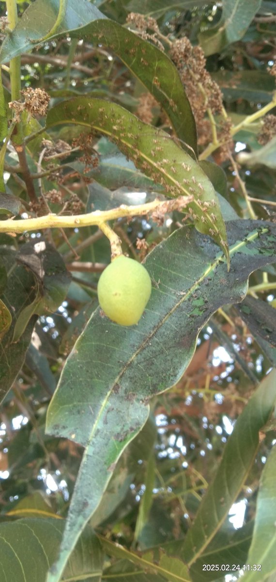 Mango hoppers is an important #pest of #mango 
Symptoms of damage :
Nymphs &amp;adults suck the sap of inflorescence,Withering
Shedding flower buds &amp; flowers. honey dew secretion on lower leaves &amp; develop sooty mould(All symptoms in Pics) .seen in February <a href="/alabamaED/">Ed Sikora</a>
<a href="/ICAR_IIHR/">ICAR-IIHR</a>