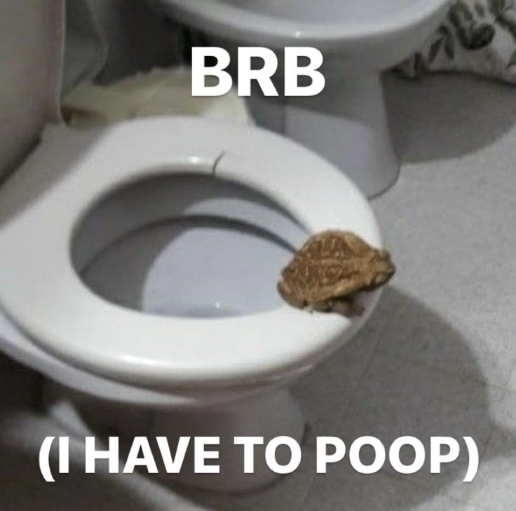 No Context Frogs (@nocontextfrogs) on Twitter photo 