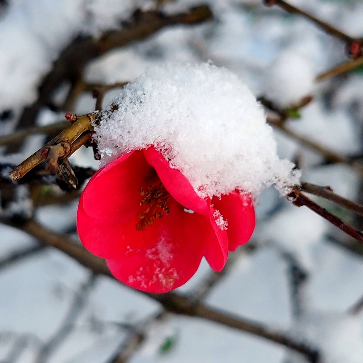 leventfarslan's tweet photo. Kış.... #FlowerPhotography #PHOTOS #photography https://t.co/RmbDLh6WgO