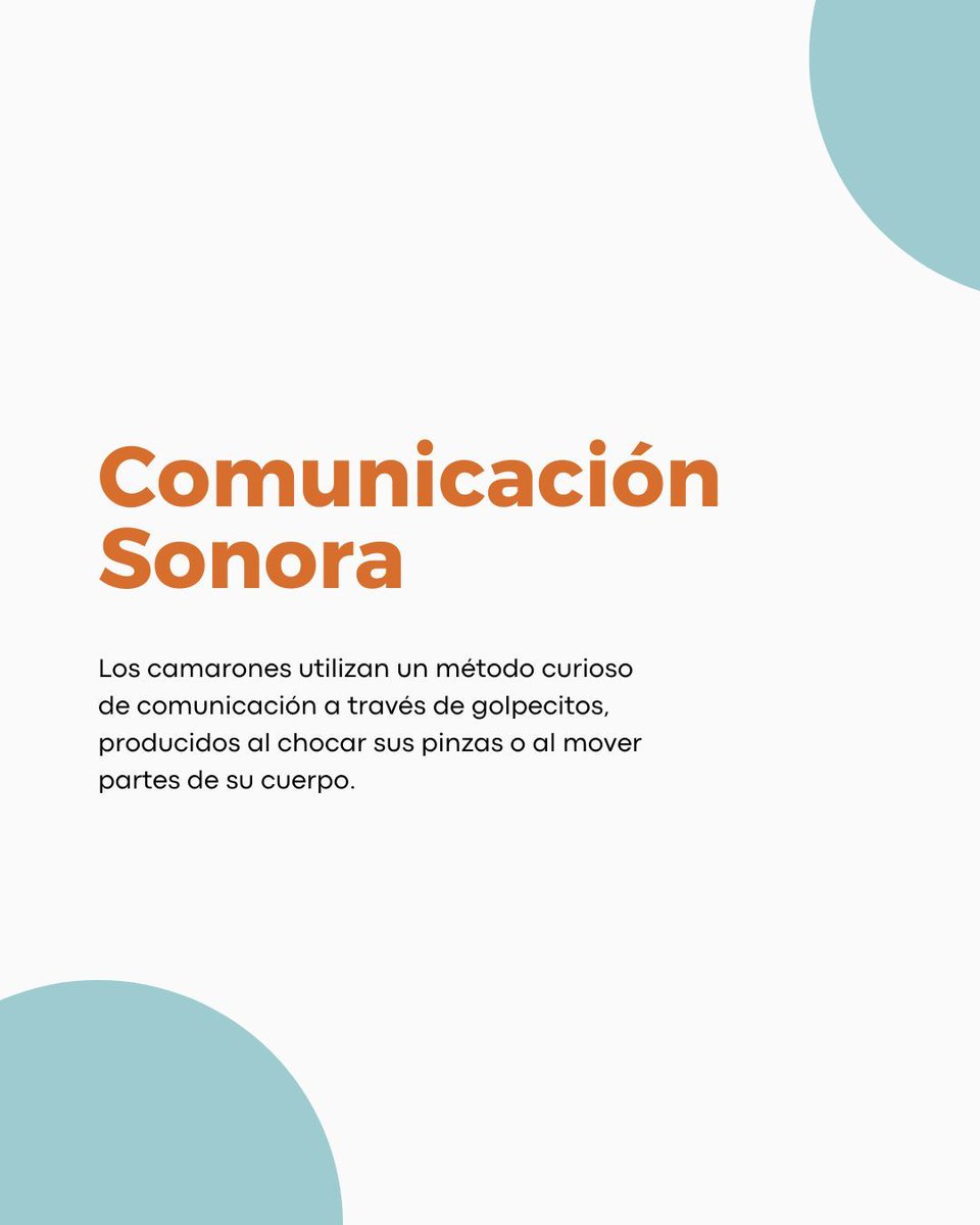 🔍 ¡Entra en el fascinante mundo del camarón con estos datos curiosos! 

¿Cuál de estos datos te sorprendió más? ¡Comparte tus pensamientos en los comentarios y sigue explorando con nosotros!

#ElMejorCamarónDelMundo