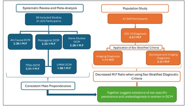 Circulation (@circaha) on Twitter photo Dilated cardiomyopathy is diagnosed twice as often in males, but sex-specific diagnostics can reduce this bias. Understanding genetic & environmental factors is crucial for equitable care! <a href="/drjamesware/">James Ware</a> <a href="/bp_halliday/">Brian Halliday</a> <a href="/KathrynMcGurk/">Kathryn McGurk</a> <a href="/AdeMarvao/">Antonio de Marvao</a> <a href="/luchang1230/">Chang Lu</a> ahajournals.org/doi/full/10.11… Dilated cardiomyopathy is diagnosed twice as often in males, but sex-specific diagnostics can reduce this bias. Understanding genetic & environmental factors is crucial for equitable care! <a href="/drjamesware/">James Ware</a> <a href="/bp_halliday/">Brian Halliday</a> <a href="/KathrynMcGurk/">Kathryn McGurk</a> <a href="/AdeMarvao/">Antonio de Marvao</a> <a href="/luchang1230/">Chang Lu</a> ahajournals.org/doi/full/10.11…