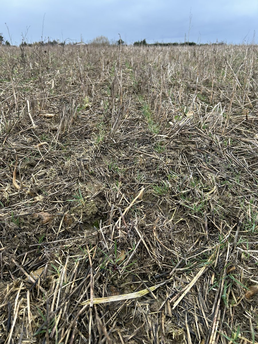 OlivierCOSTE2's tweet photo. Je m’arrête ce soir et sous une petite pluie, dans une #Orge d’hiver #BasCarbone.
Impressionnant @BONNIN1402,tu trouves les #limaces,des petites comme des grosses.
À cette cadence @DESANGOSSE.
Je crains que l’#Agriculture,laisse cet été
sa moissonneuse chez lui.
#VisMaVieDeArc https://t.co/j0qrJNWdwj